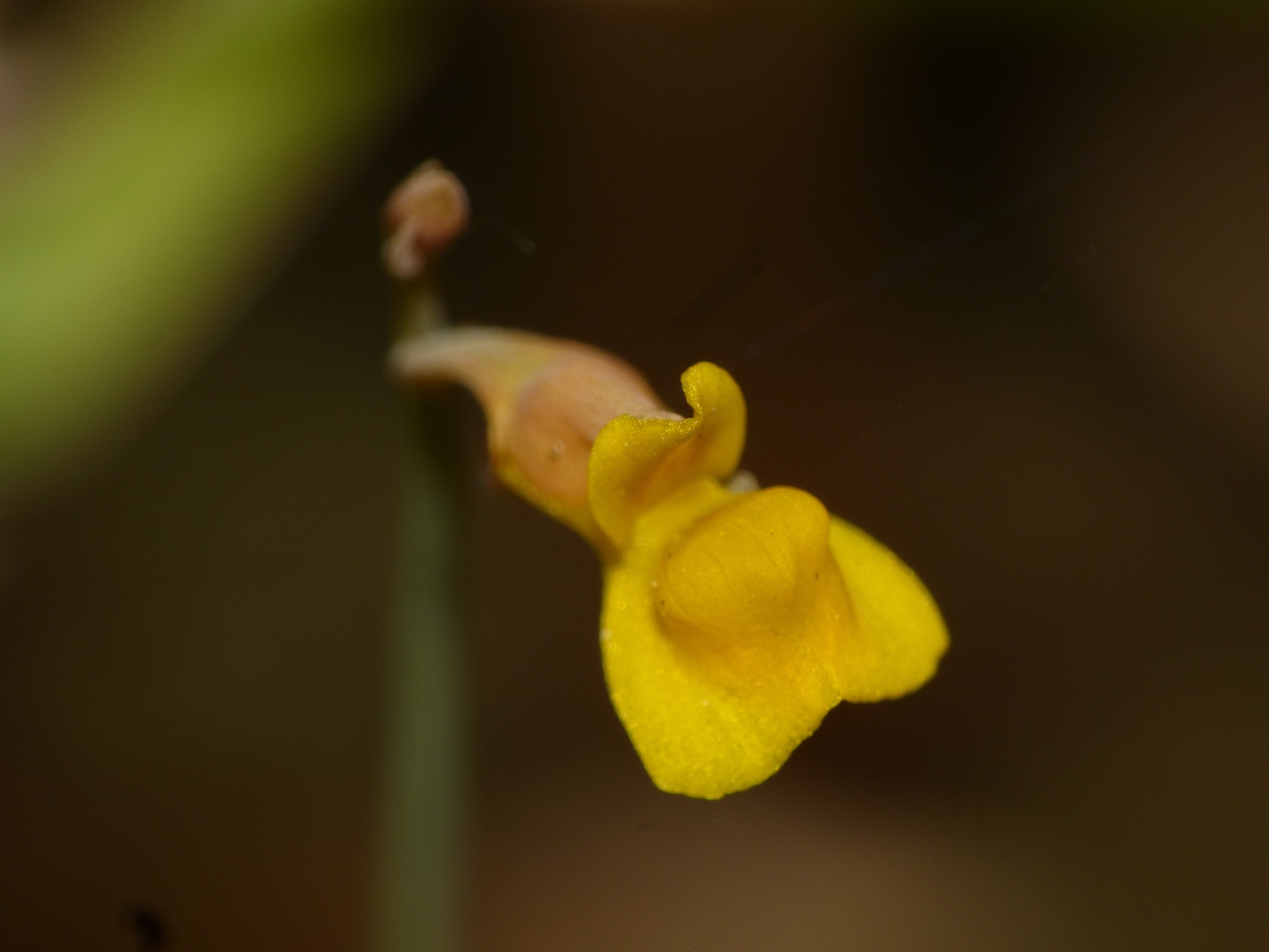 Utricularia bifida