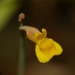 Utricularia bifida - Photo (c) thibautgolds, μερικά δικαιώματα διατηρούνται (CC BY-NC)