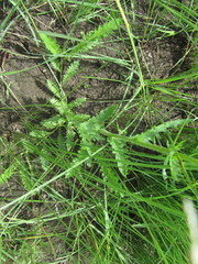 Nidorella pinnata