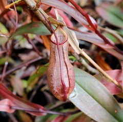 Nepenthes rhombicaulis