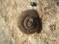 Tolgachloritis campbelli