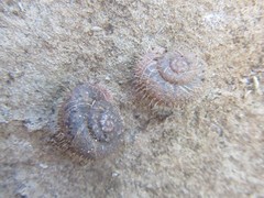 Tolgachloritis campbelli