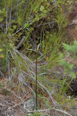 Gentianeae