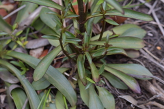 Gentianeae