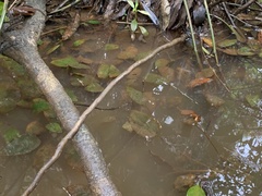 Cryptocoryne cordata