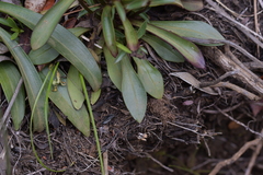 Gentianeae