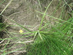 Hypoxis argentea