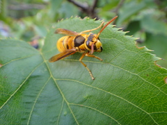 Vespa simillima