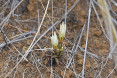 Gentianeae