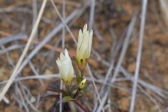 Gentianeae