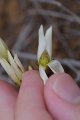Gentianeae