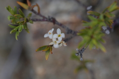 Pimelea suteri