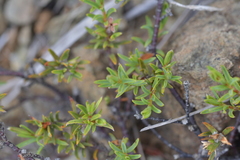 Pimelea suteri