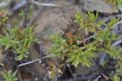 Pimelea suteri