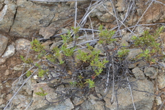 Pimelea suteri