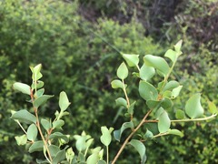 Grevillea singuliflora