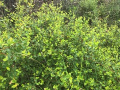 Grevillea singuliflora