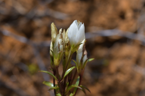 Image of Gentianella stellata by (c) Christopher Stephens, some rights reserved (CC BY-SA)