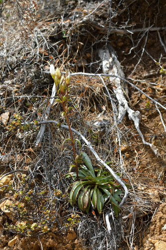 Image of Gentianella stellata by (c) Christopher Stephens, some rights reserved (CC BY-SA)