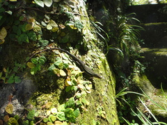 Plestiodon japonicus