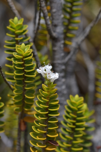 Image of Veronica baylyi by (c) Christopher Stephens, some rights reserved (CC BY-SA)