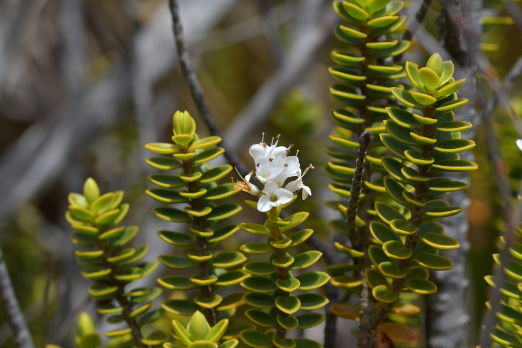 Veronica baylyi; photograph Christopher Stephens, CC BY-SA, iNaturalist via GBIF