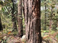 Eucalyptus baileyana