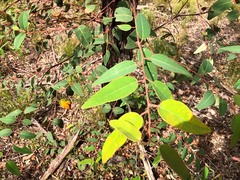 Eucalyptus baileyana