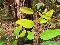 Eucalyptus baileyana