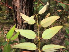 Eucalyptus baileyana