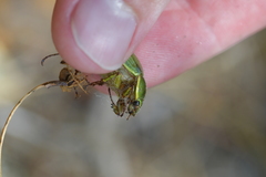 Stethaspis suturalis