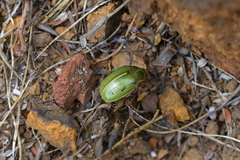 Stethaspis suturalis