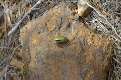 Stethaspis suturalis
