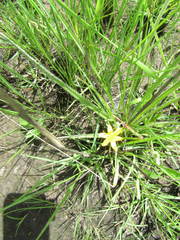 Hypoxis argentea
