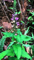 Teucrium argutum