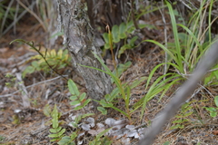 Pterostylis irsoniana