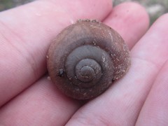 Xanthomelon saginatum