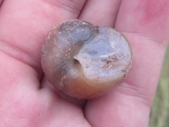 Xanthomelon saginatum