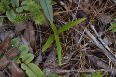 Pterostylis irsoniana