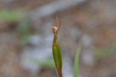 Pterostylis irsoniana