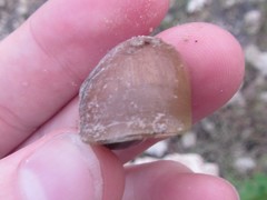 Xanthomelon saginatum