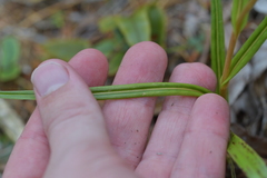 Pterostylis irsoniana