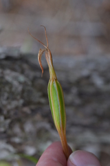 Pterostylis irsoniana