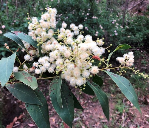 Acacia penninervis
