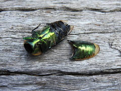 Temognatha variabilis
