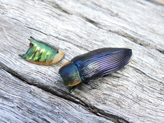 Temognatha variabilis