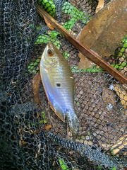 Trichopodus trichopterus