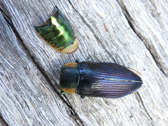 Temognatha variabilis
