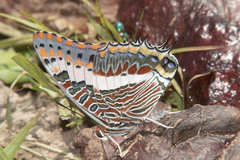 Charaxes saturnus saturnus