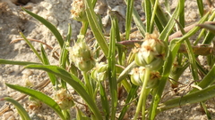 Plantago amplexicaulis